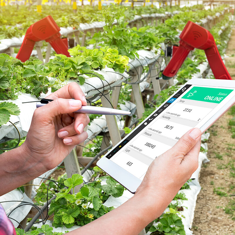 Smart agriculture, vertical farm , sensor technology concept. Farmer hand using tablet for monitoring temperature , humidity , pressure and light of soil in strawberry farm and control ai robot arm.